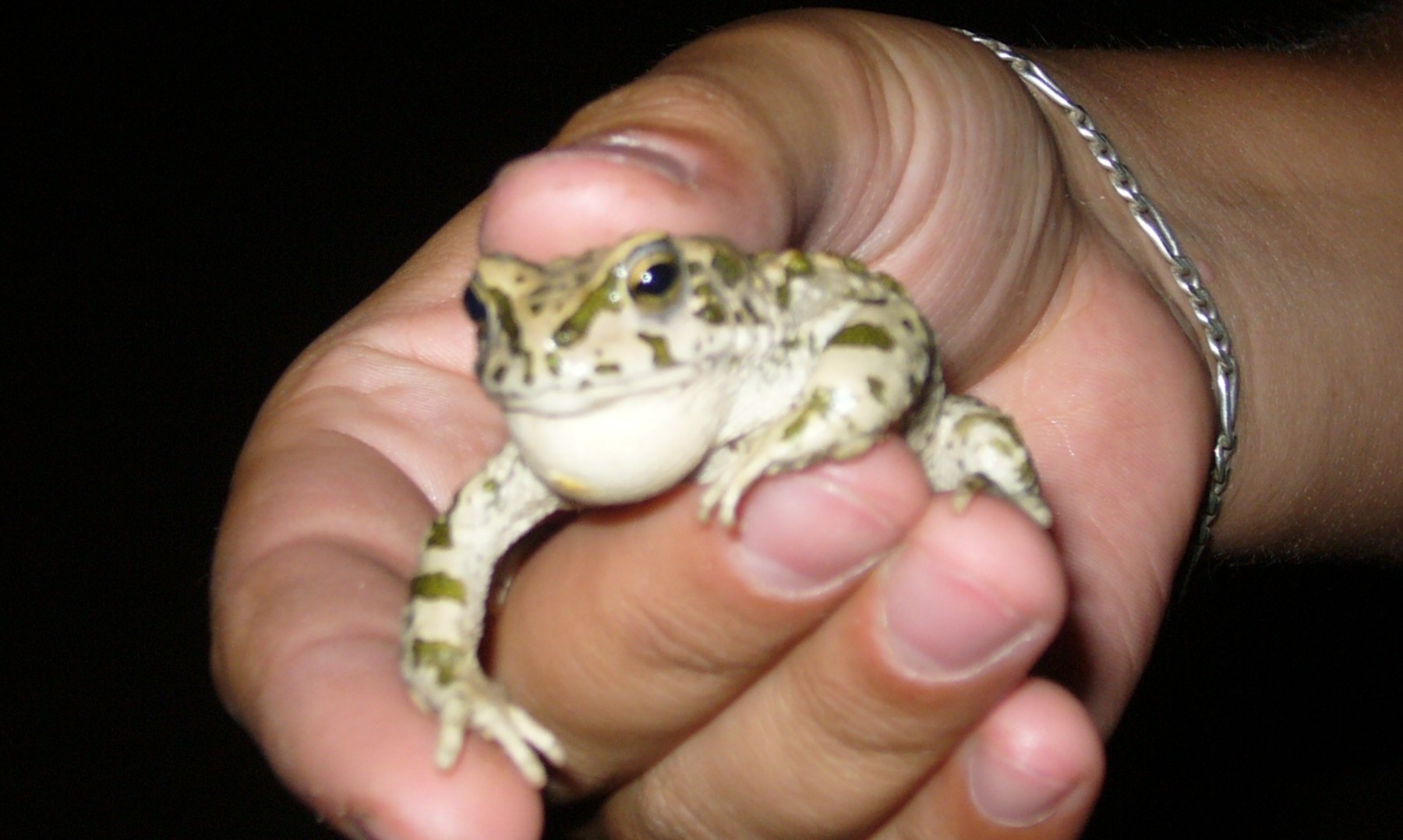 01_живность_на_территории