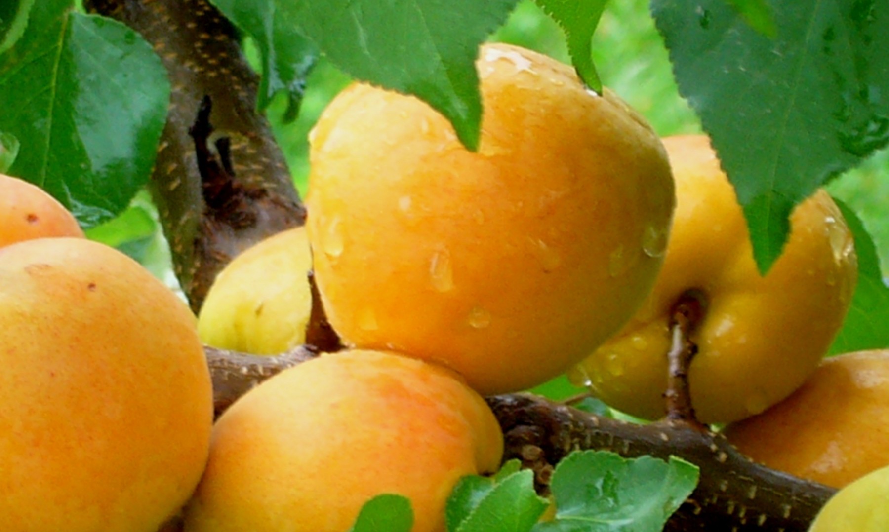 02_фрукты_на_территории