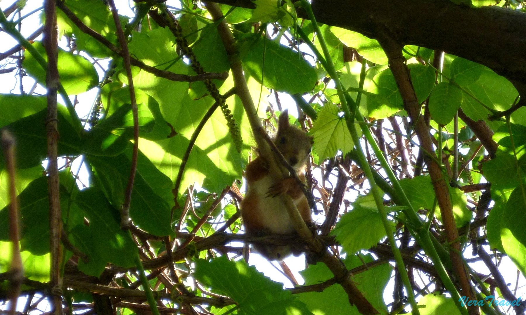 1_пермь_живность_на_территории